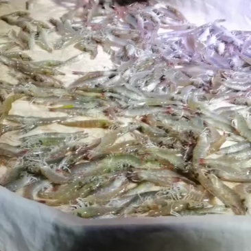 挑挑捡捡