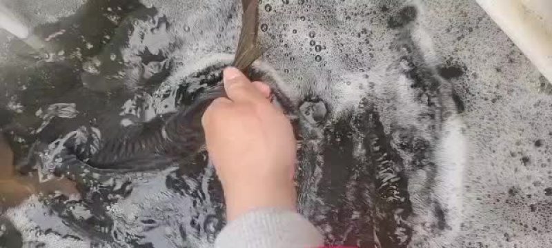 大鲤鱼10斤以上