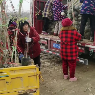 大量供应藤本月季，凌宵，紫藤，爬山虎