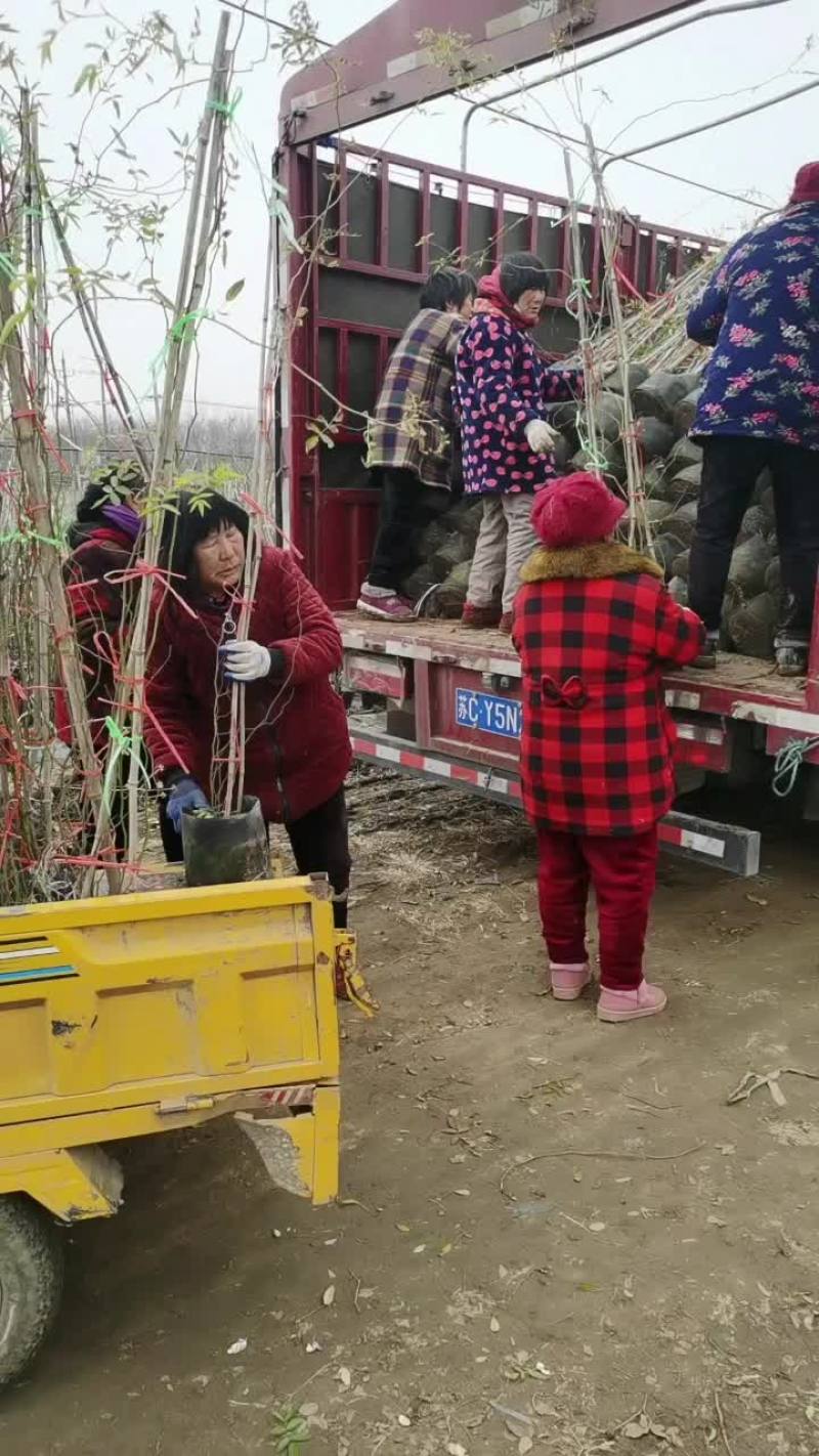 大量供应藤本月季，凌宵，紫藤，爬山虎