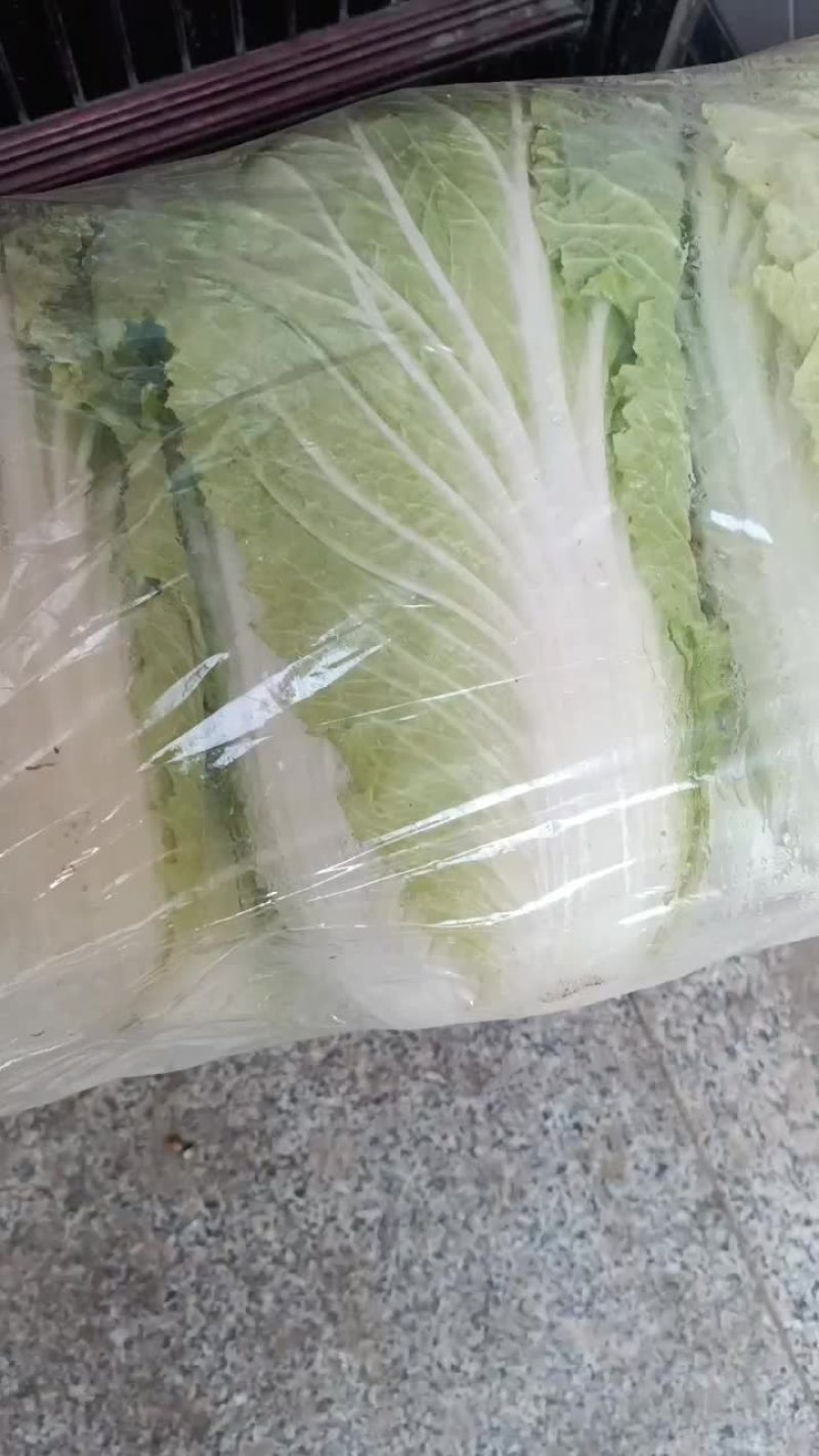 专业黄心大白菜，需要的老板可以从一亩田上和我联系