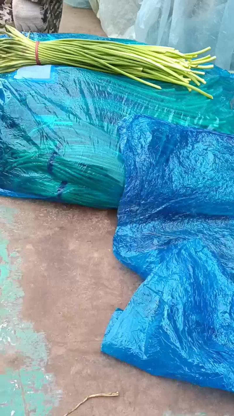 专业黄心大白菜，需要的老板可以从一亩田上和我联系