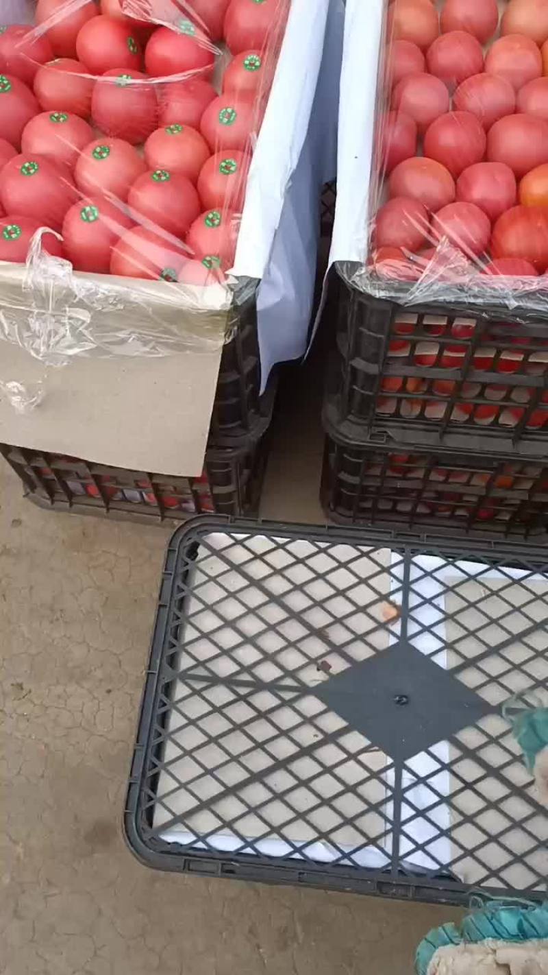 专业黄心大白菜，需要的老板可以从一亩田上和我联系