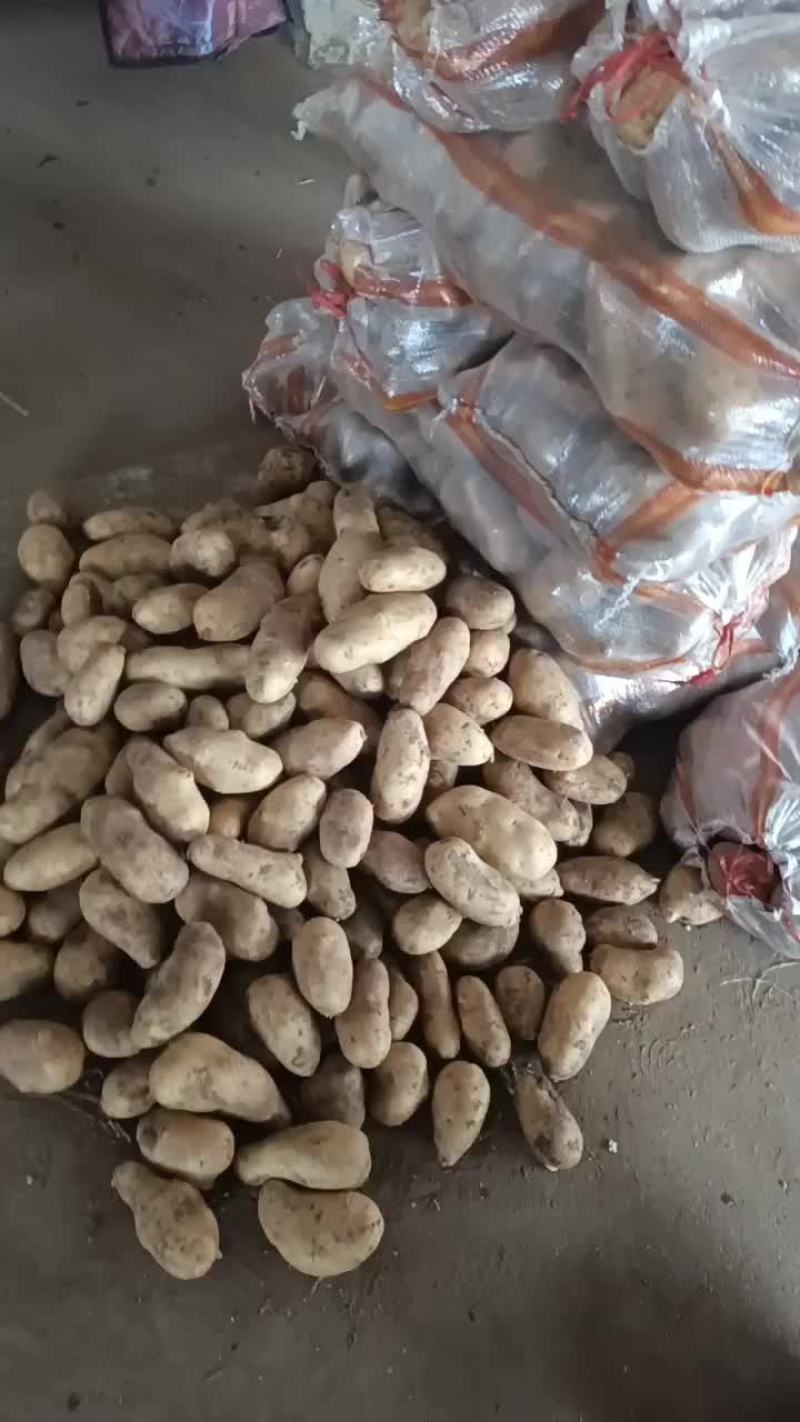 专业黄心大白菜，需要的老板可以从一亩田上和我联系