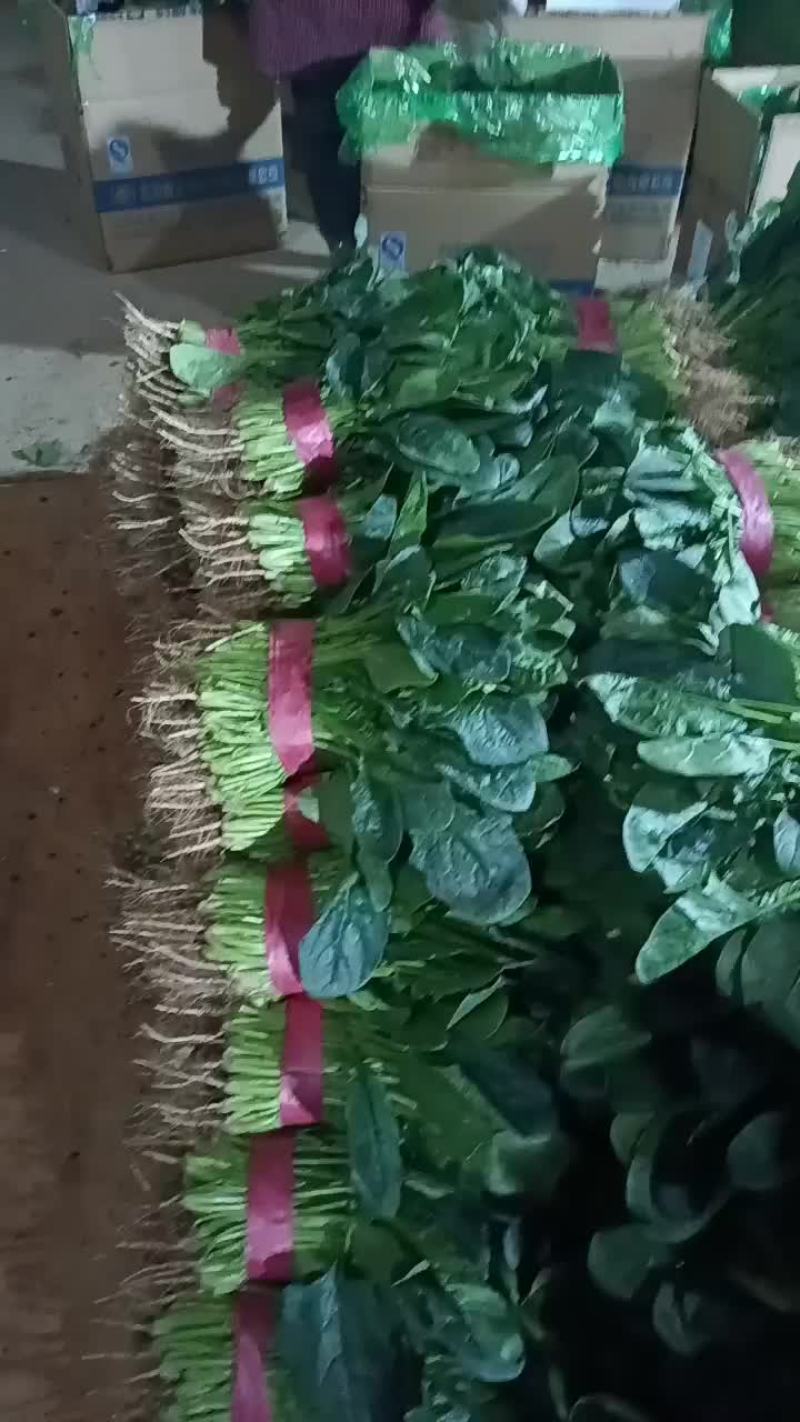 专业黄心大白菜，需要的老板可以从一亩田上和我联系
