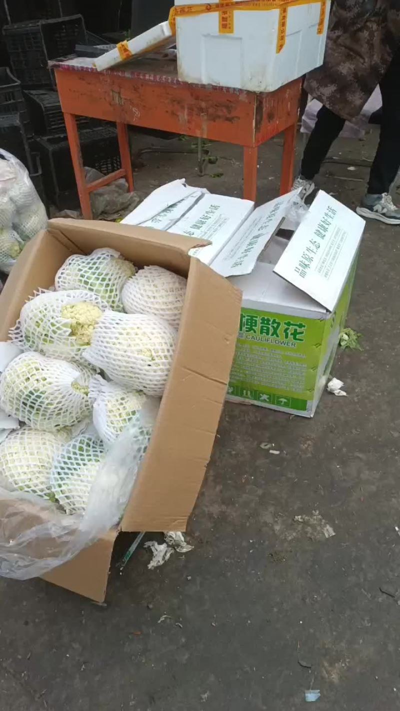 专业黄心大白菜，需要的老板可以从一亩田上和我联系