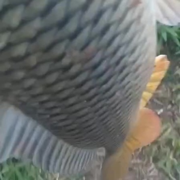 大水面鲤鱼，红尾身黄色