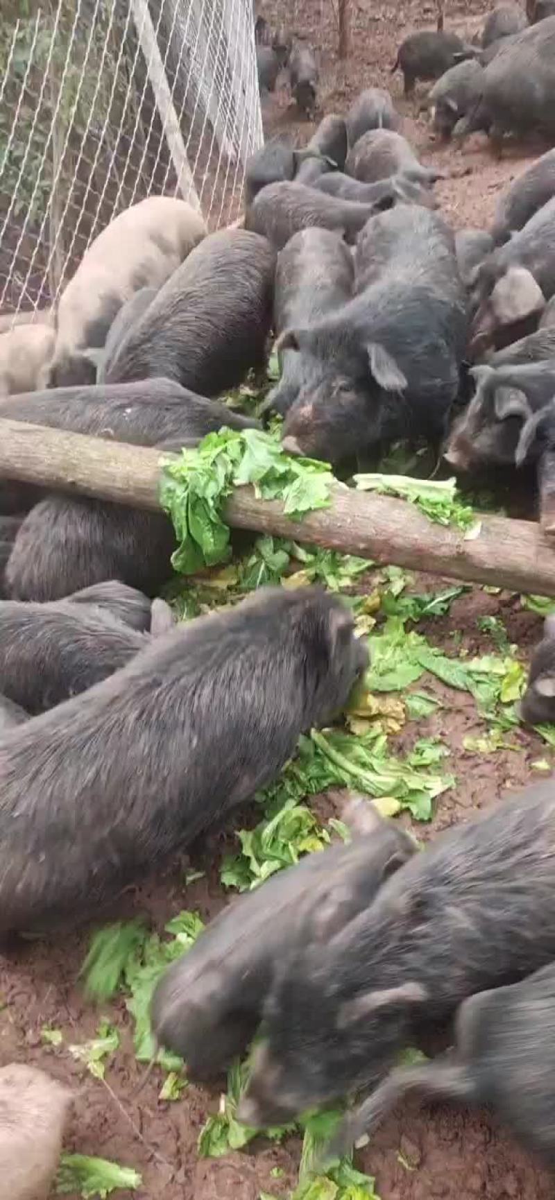 藏香猪清场处理