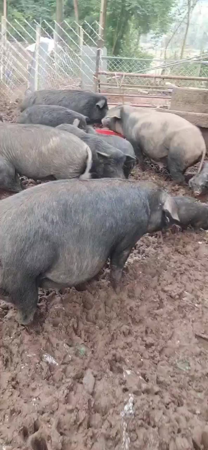 藏香猪清场处理