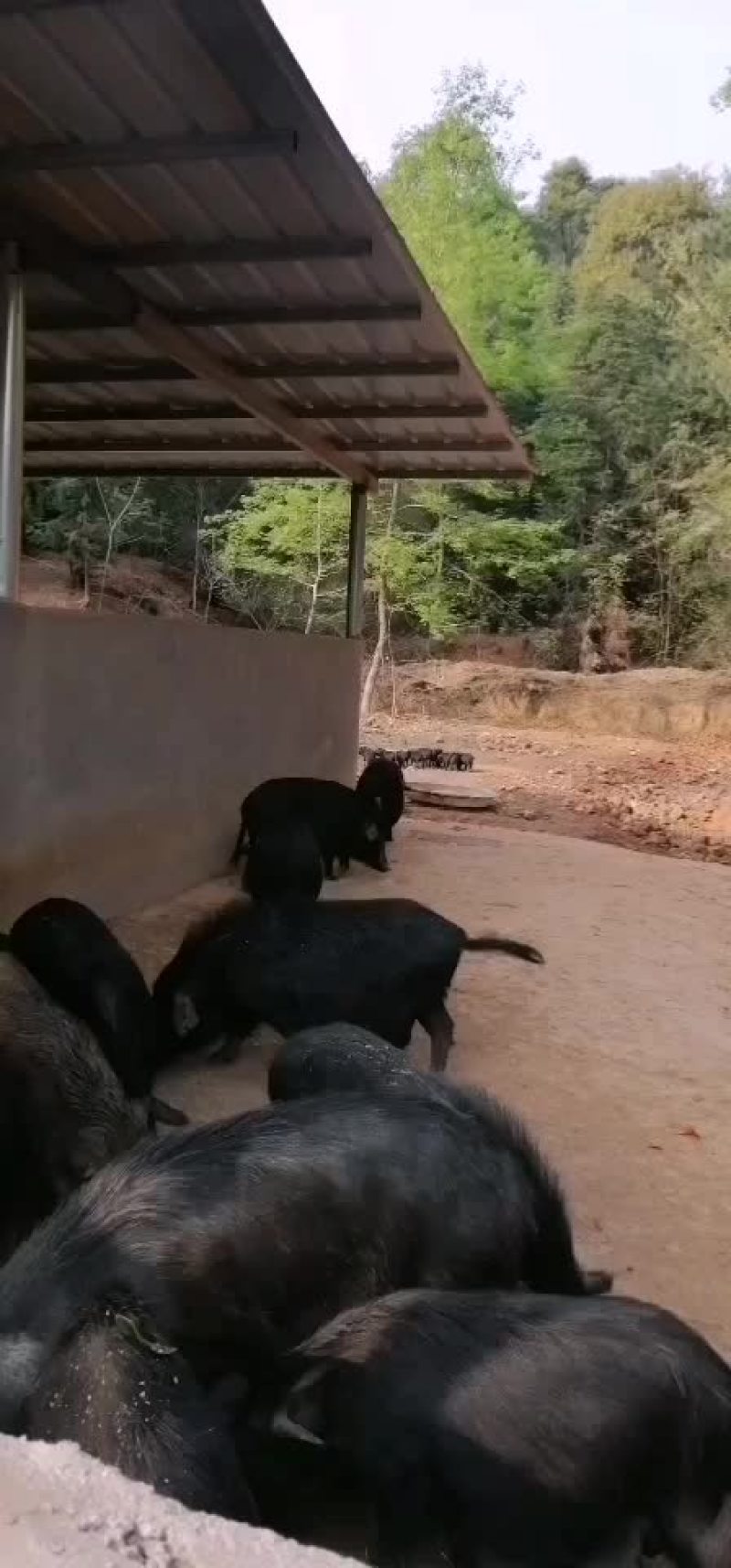 藏香猪清场，价格便宜