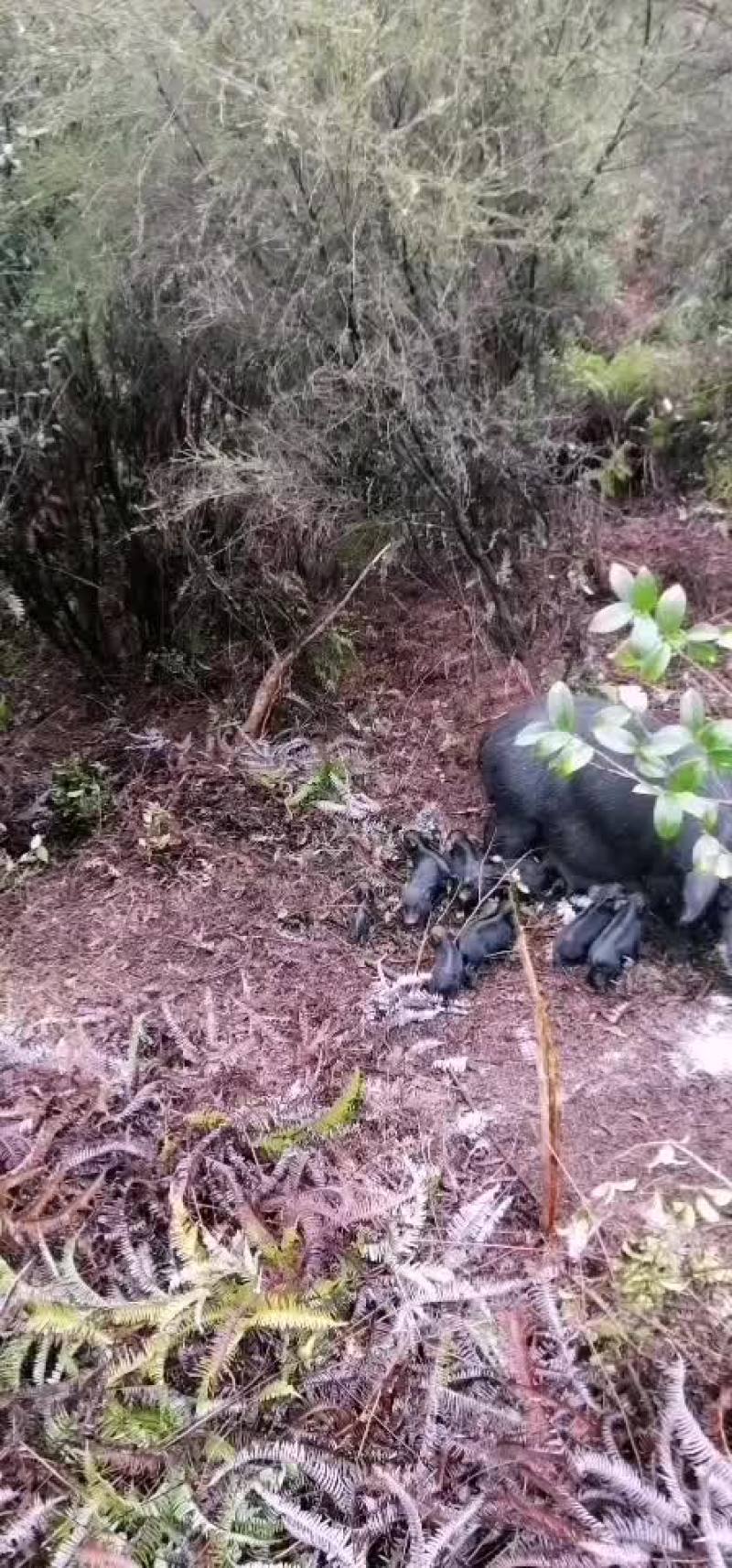 藏香猪清场，价格便宜