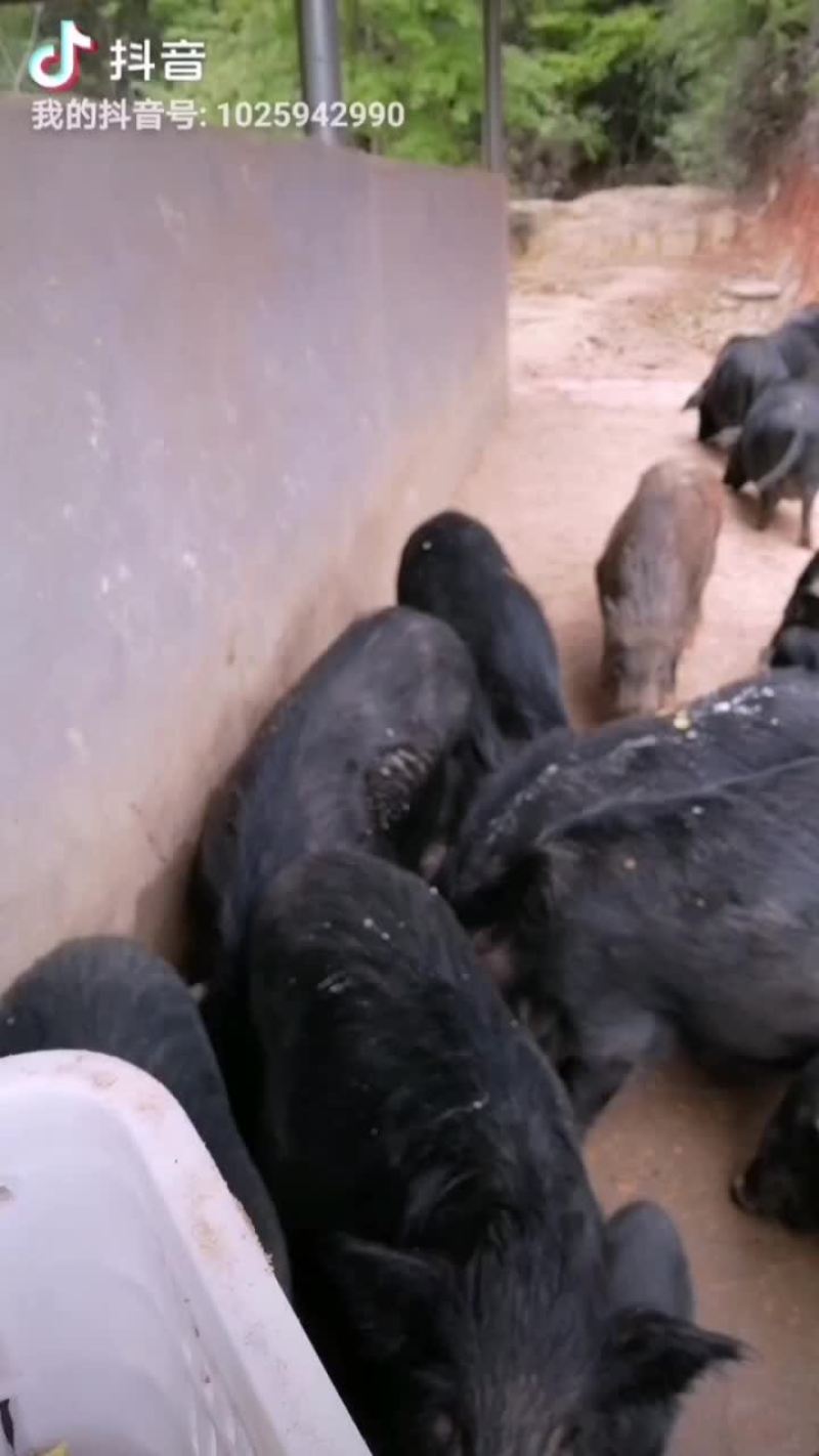 藏香猪清场，价格便宜