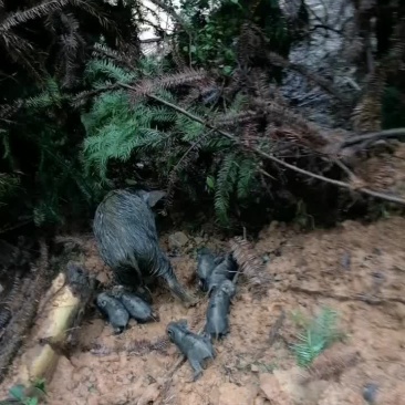 藏香猪清场，价格便宜