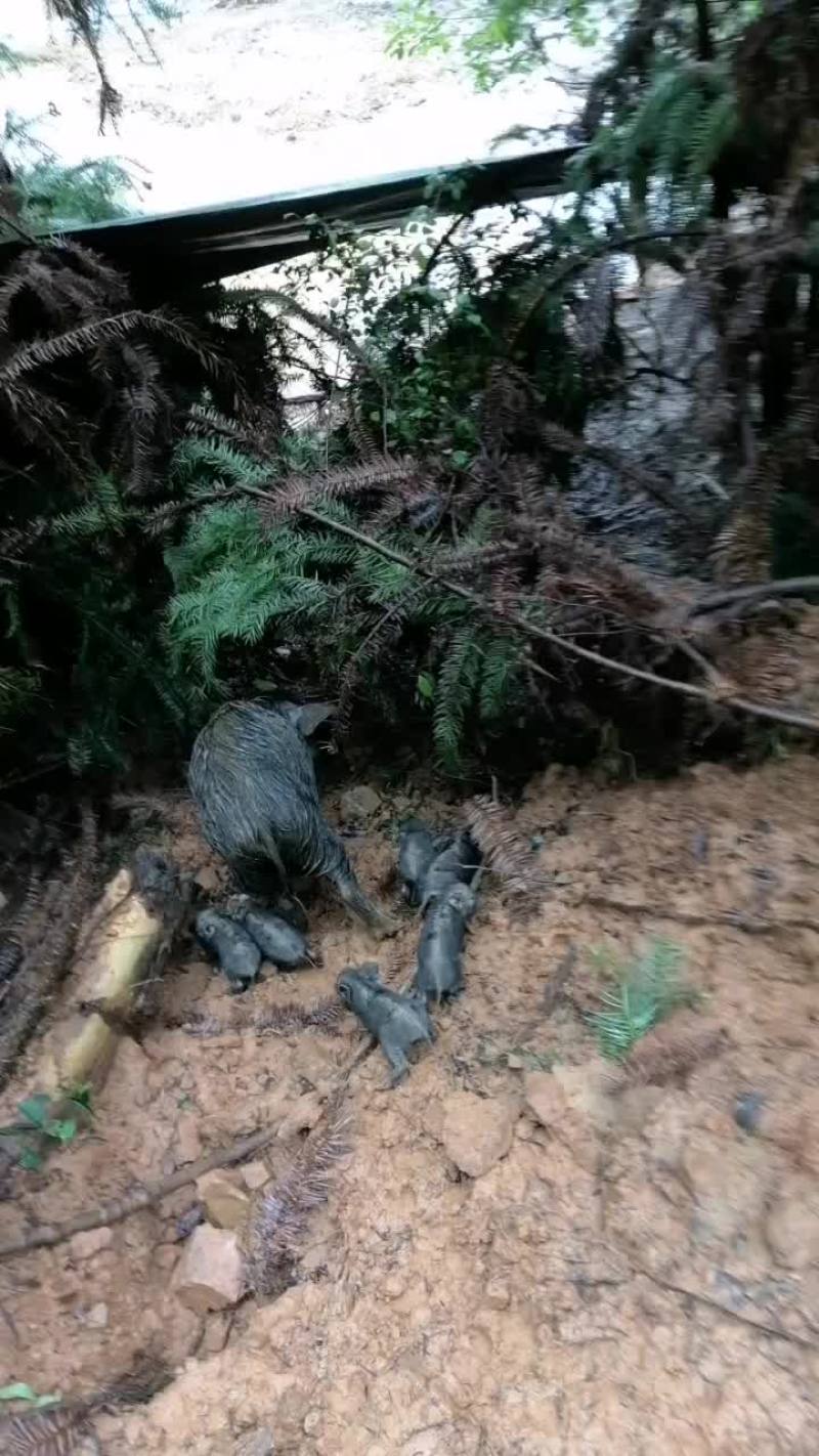 藏香猪清场，价格便宜
