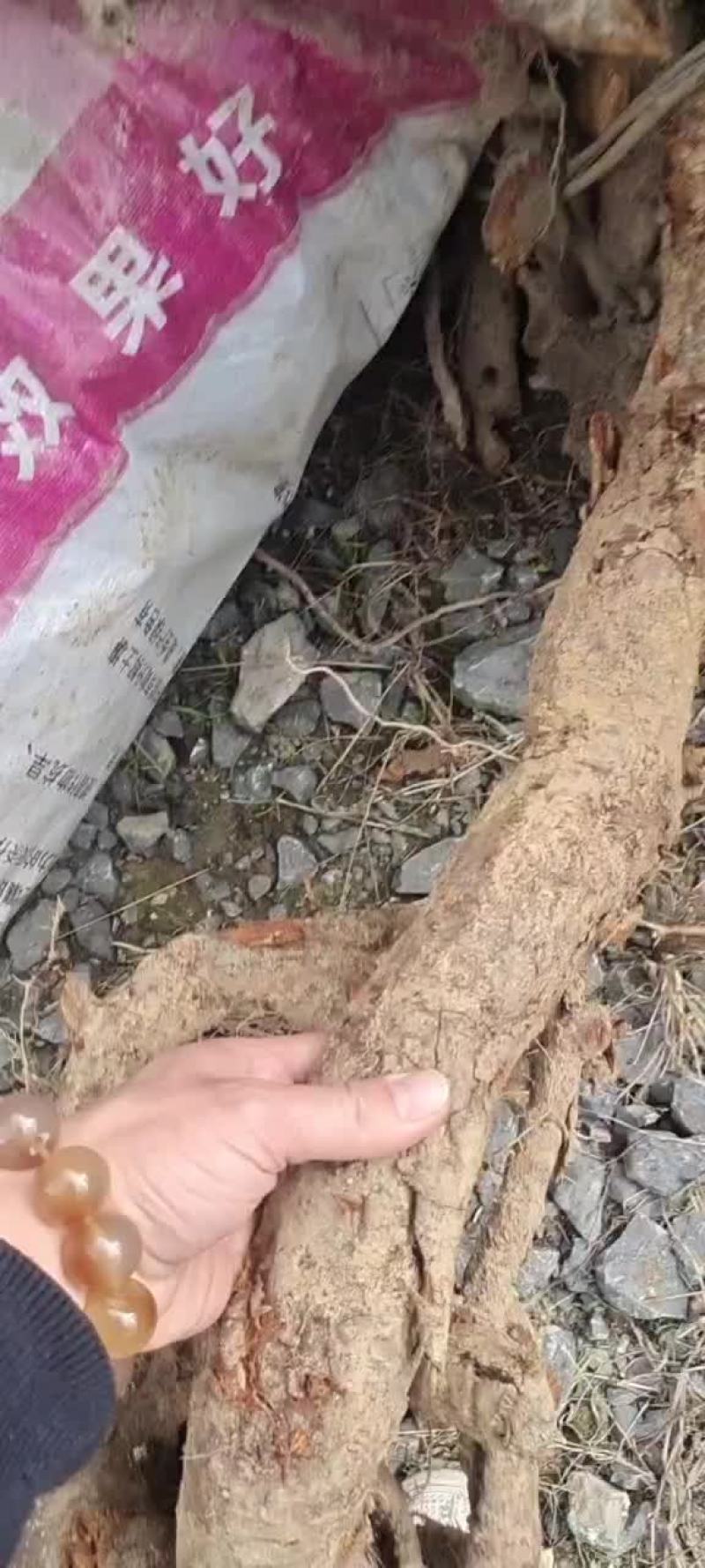 虎杖鲜货