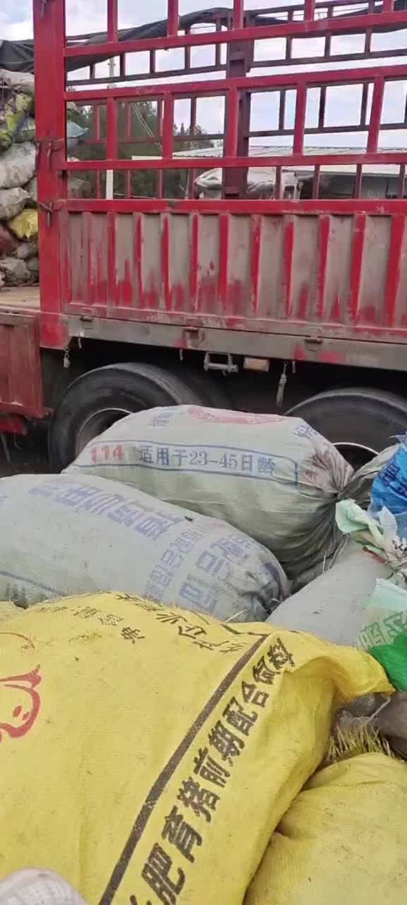 虎杖鲜货