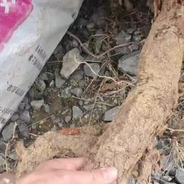 虎杖鲜货