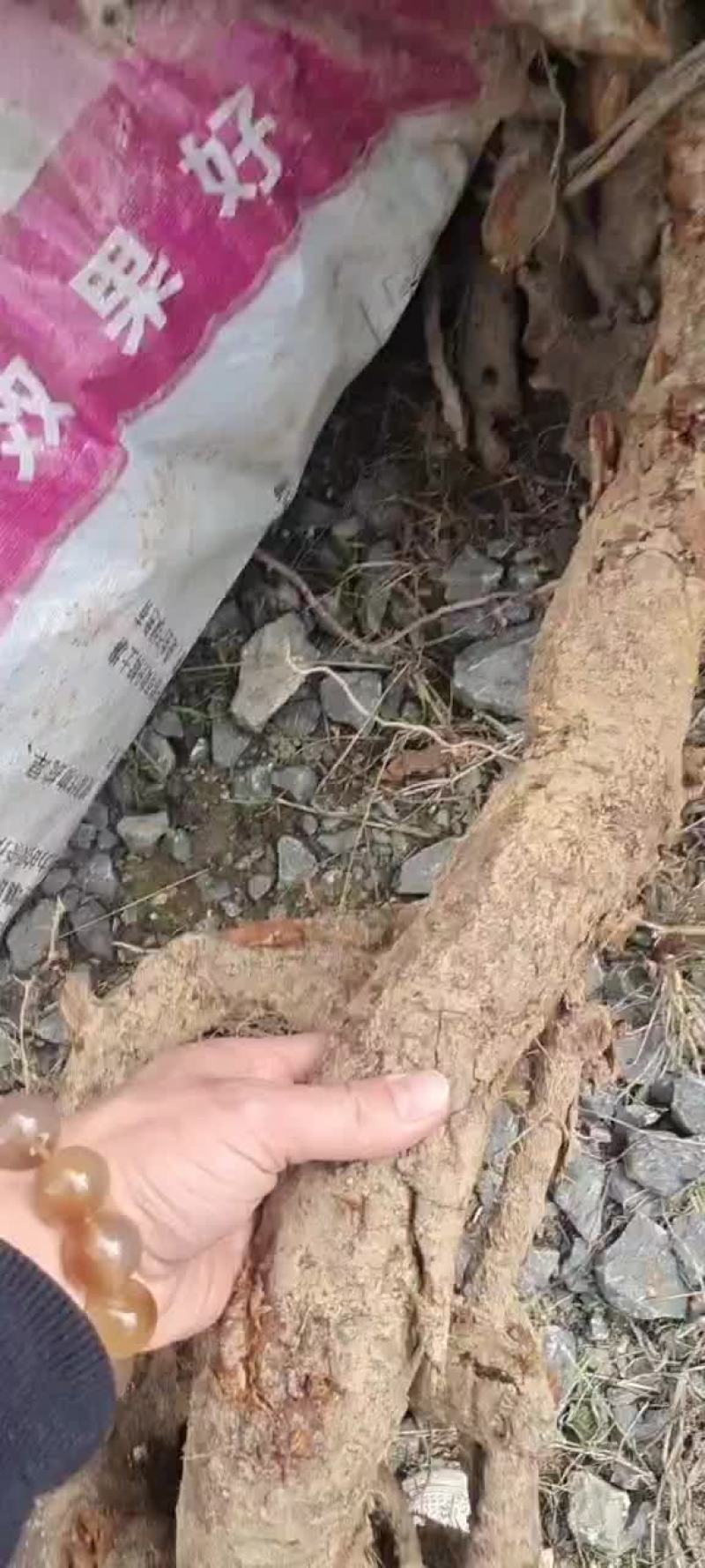虎杖鲜货