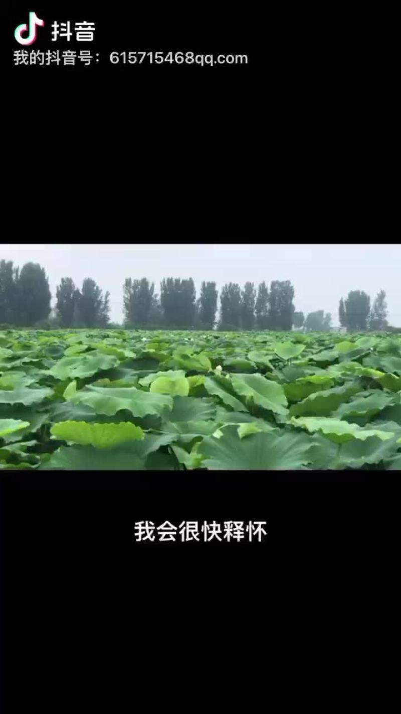 自产粉藕基地直供，常年供应质优价美，预约有货，欢迎