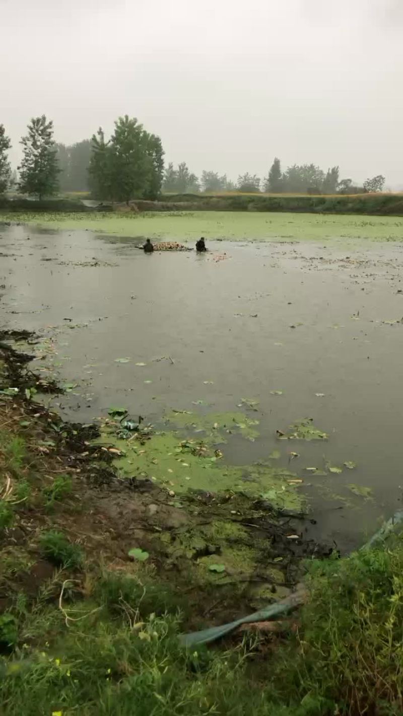 自产粉藕基地直供，常年供应质优价美，预约有货，欢迎