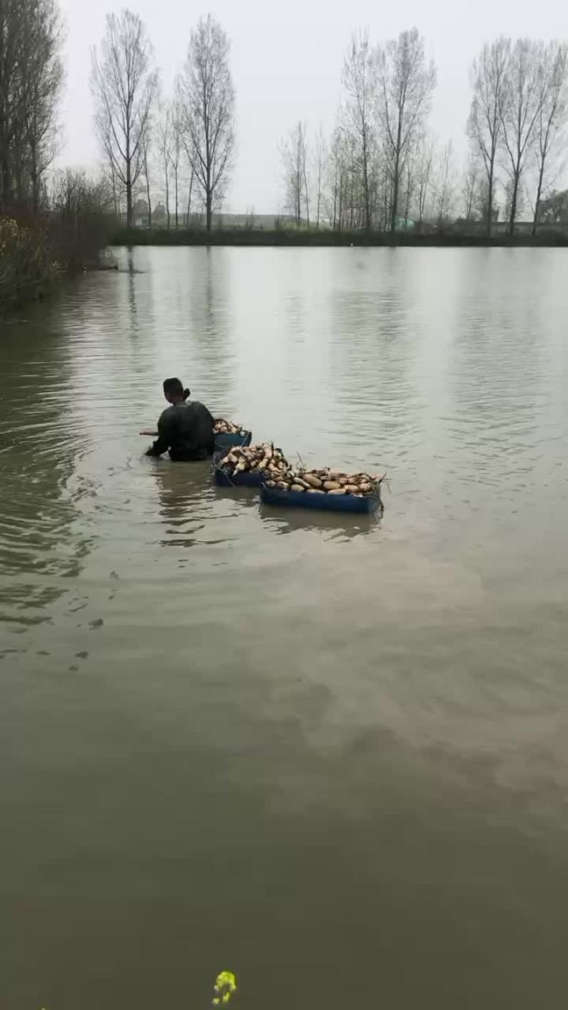 自产粉藕基地直供，常年供应质优价美，预约有货，欢迎