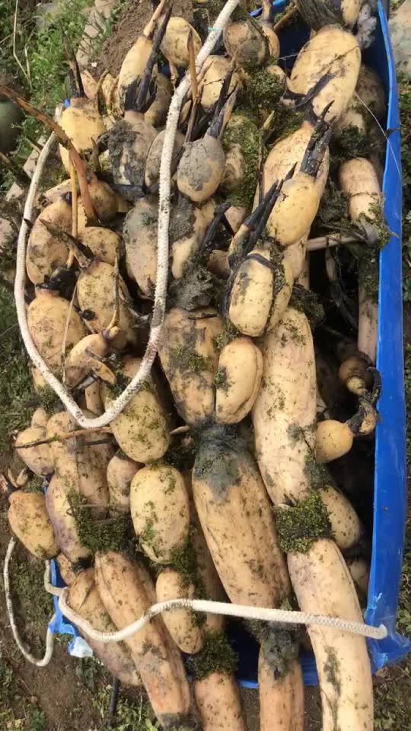 自产粉藕基地直供，常年供应质优价美，预约有货，欢迎