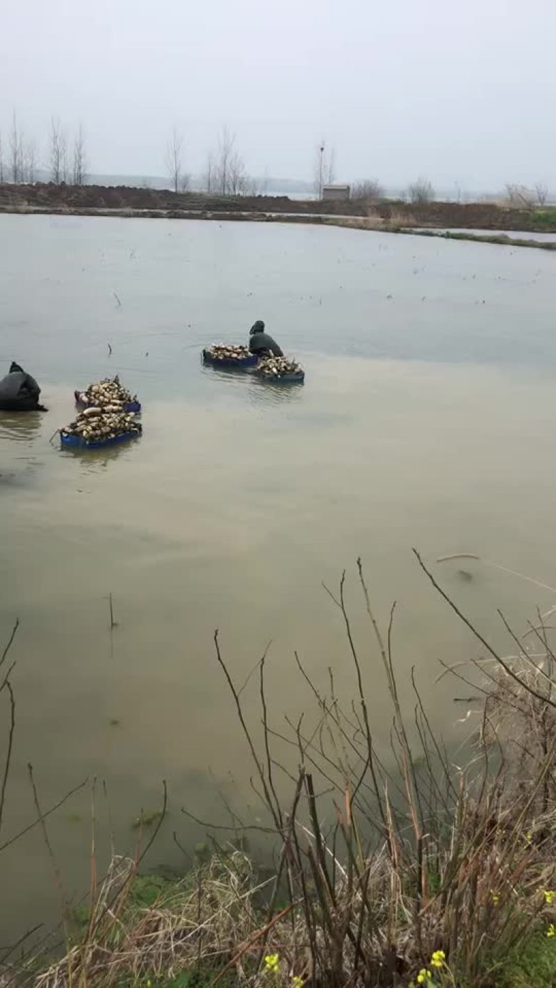 自产粉藕基地直供，常年供应质优价美，预约有货，欢迎