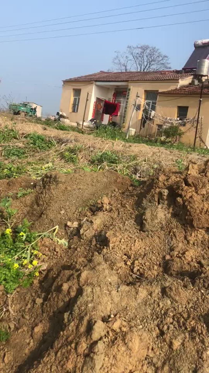 自产粉藕基地直供，常年供应质优价美，预约有货，欢迎