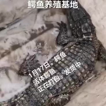 鳄鱼肉