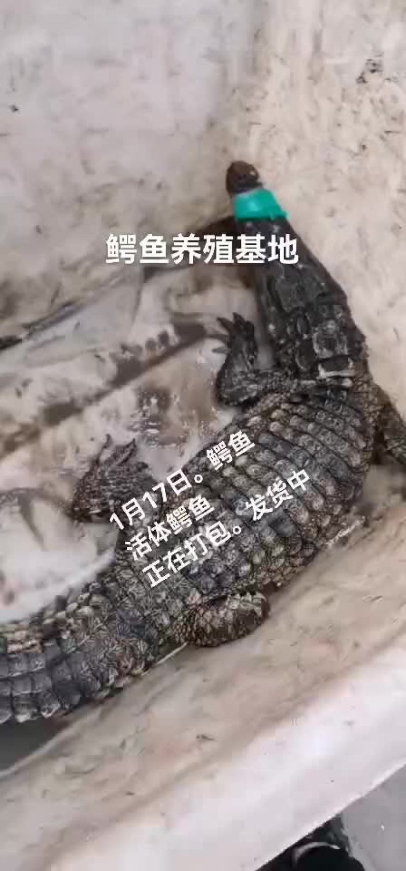 鳄鱼肉