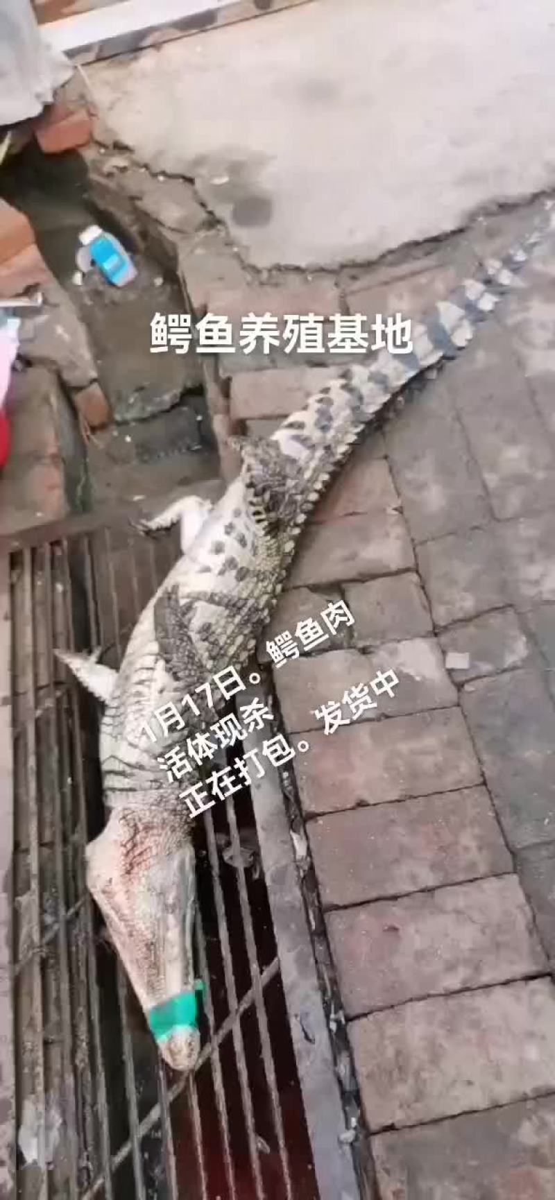 鳄鱼肉