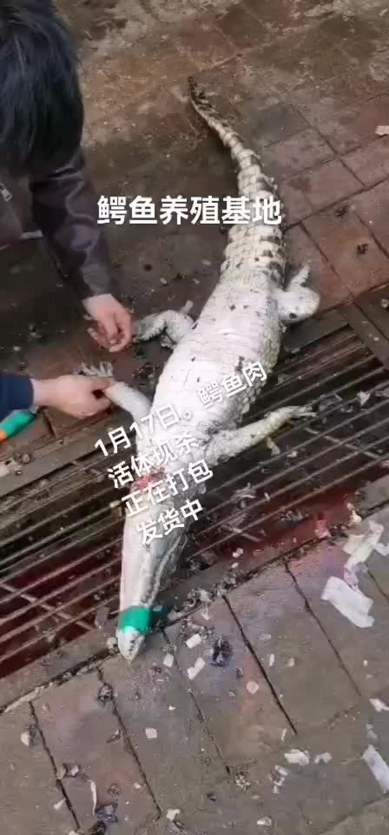 鳄鱼肉