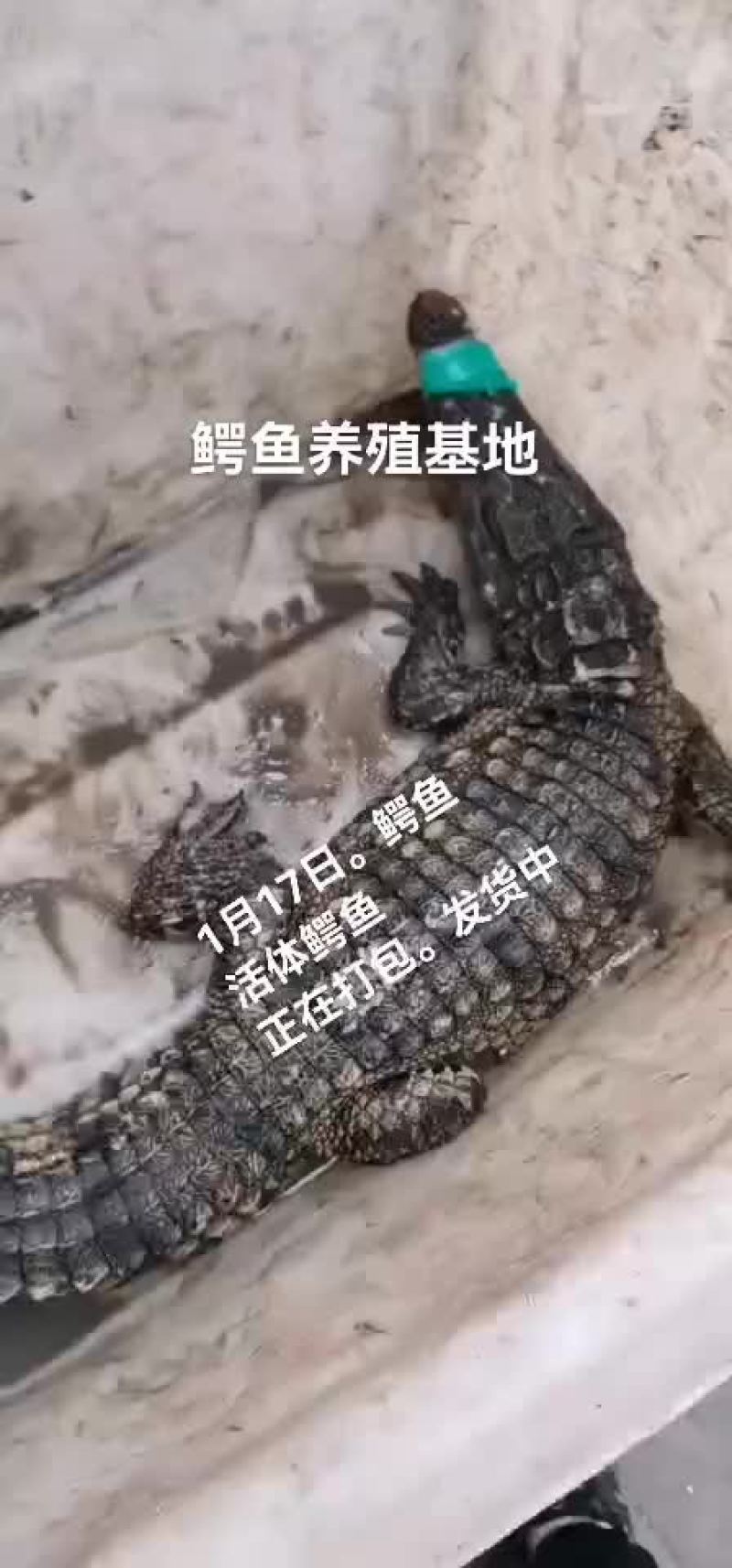 鳄鱼肉