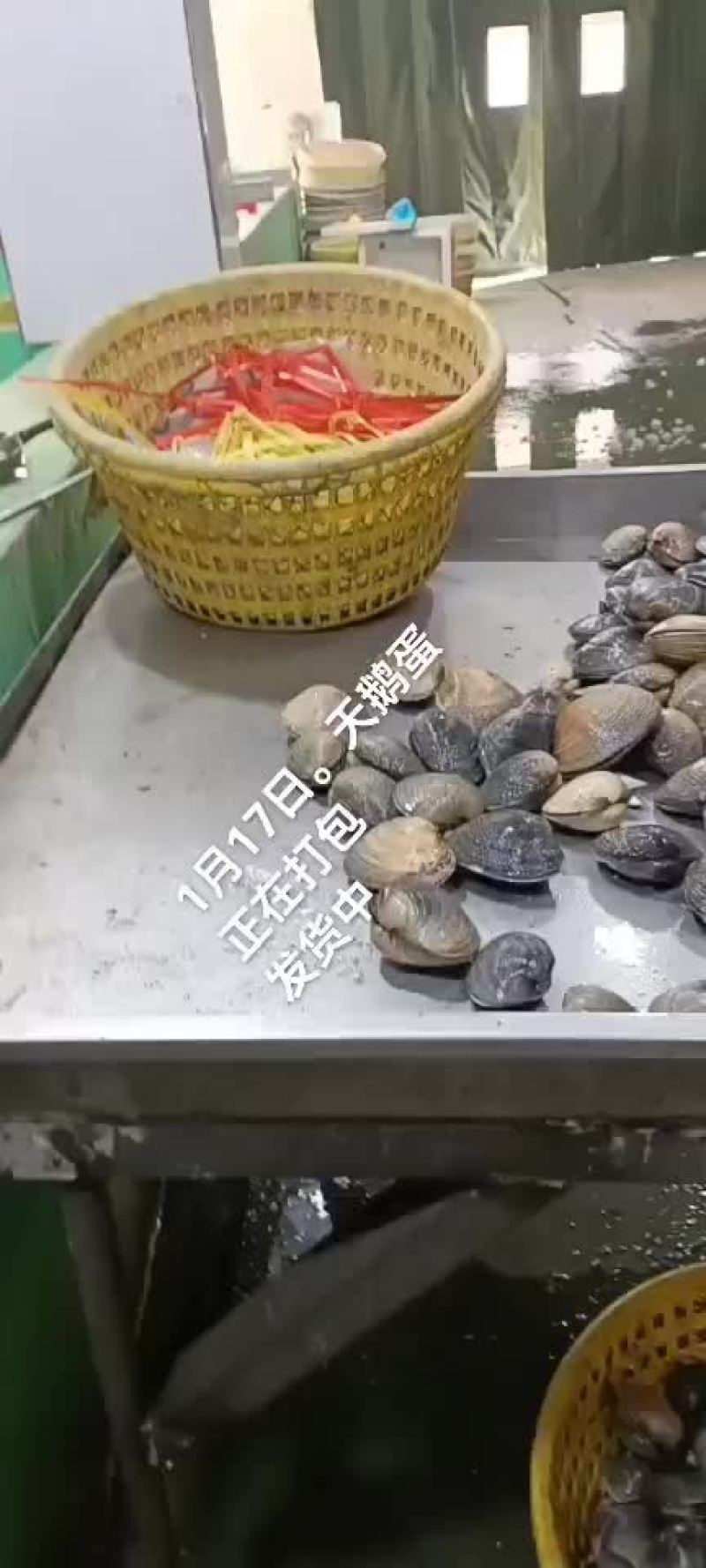 天鹅蛋