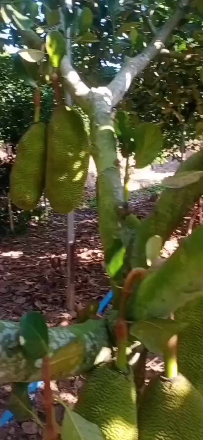 菠萝蜜