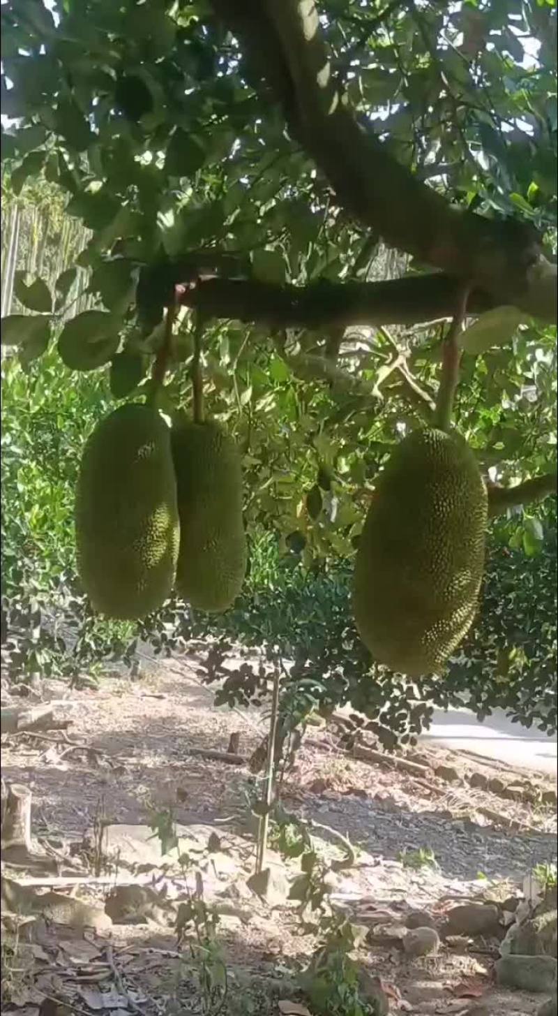 菠萝蜜