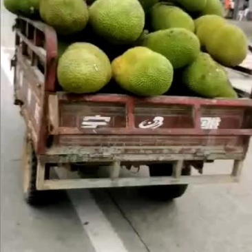 菠萝蜜