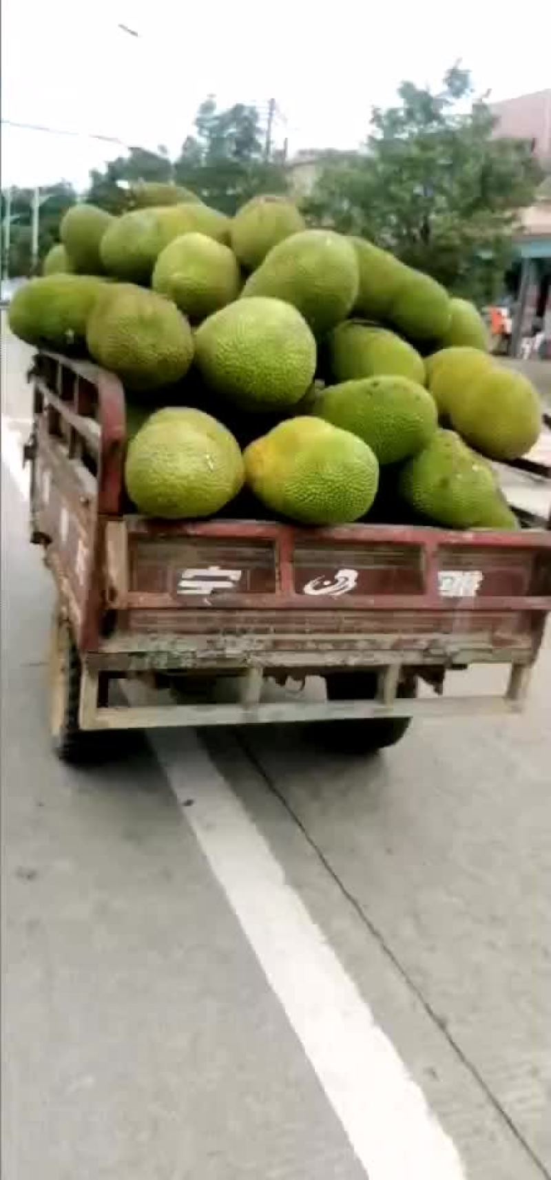 菠萝蜜