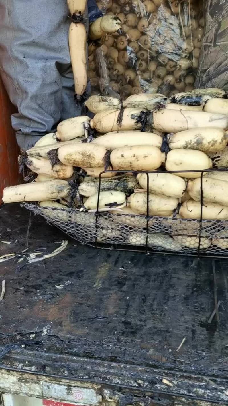 年货赶集批发快销面藕