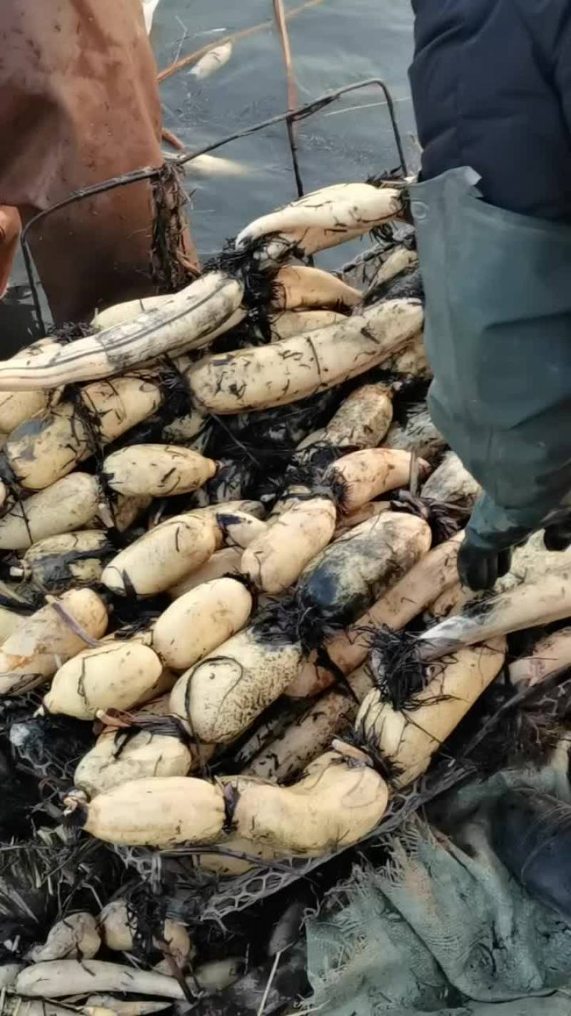 年货赶集批发快销面藕