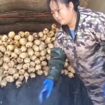 莲藕