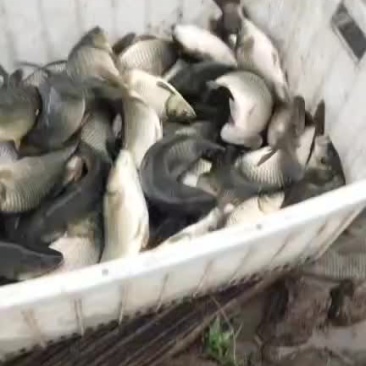 湘鲫