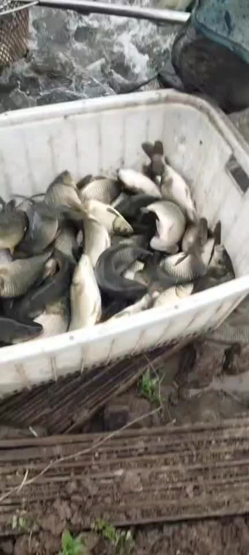湘鲫