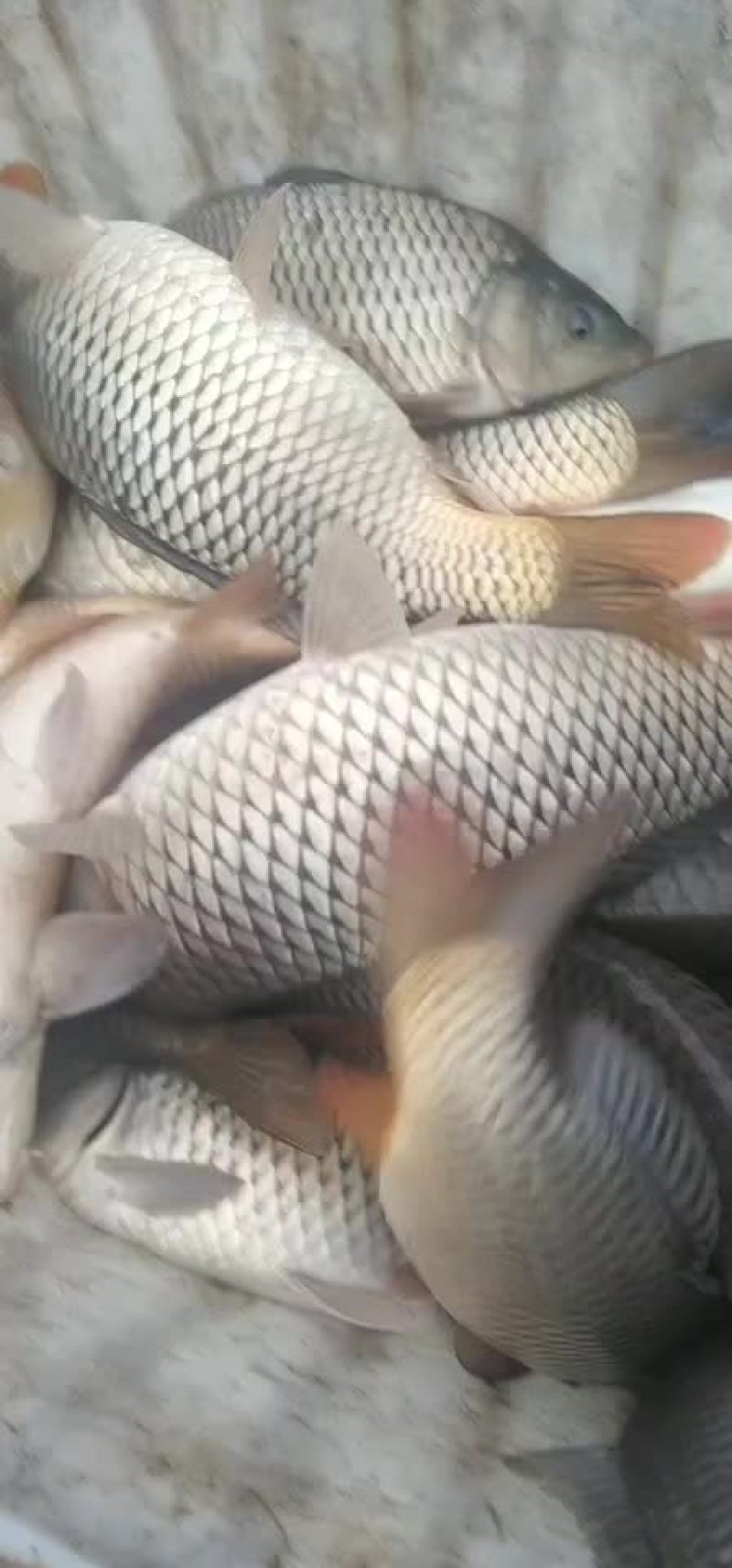 原塘鲤鱼，下钓精品