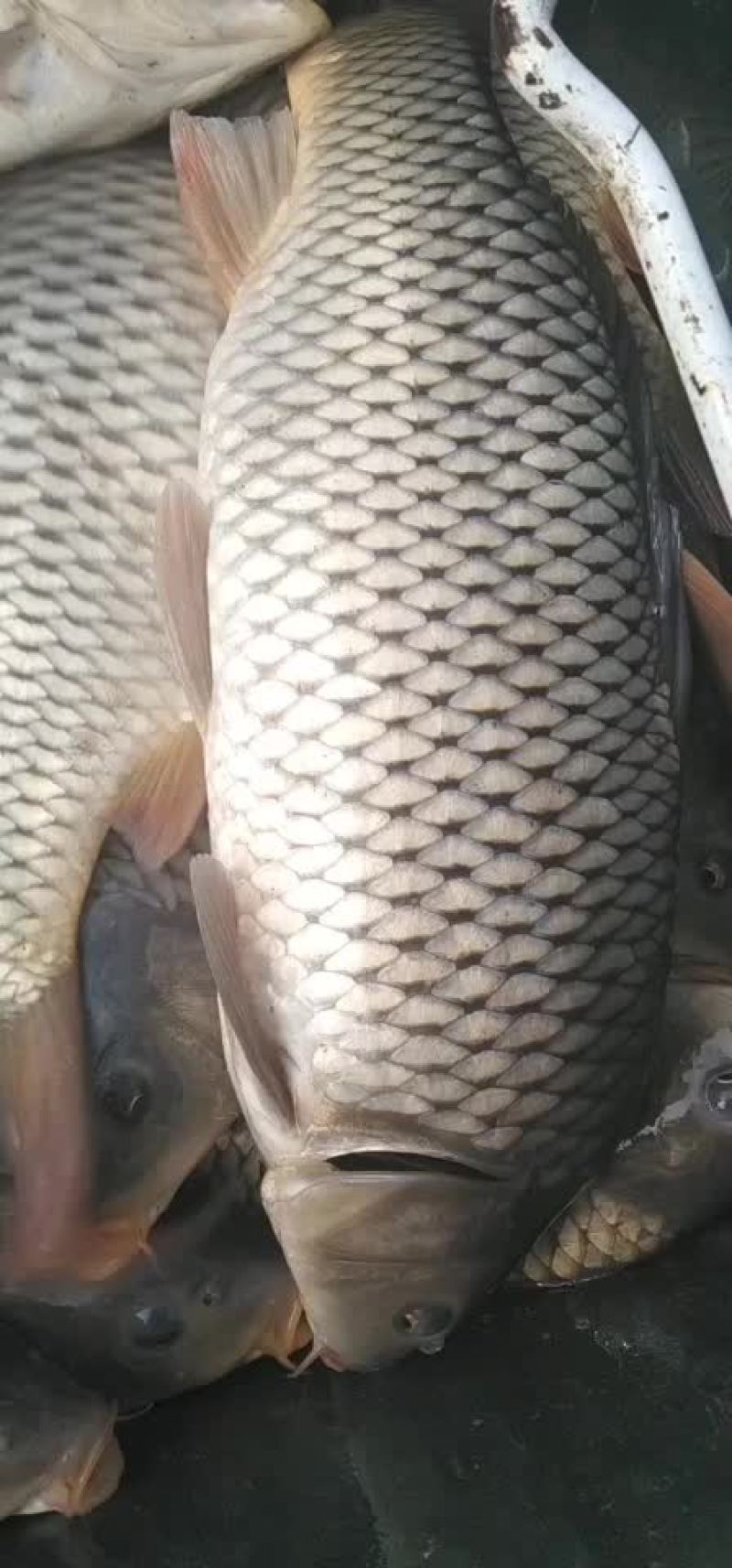 原塘鲤鱼，下钓精品