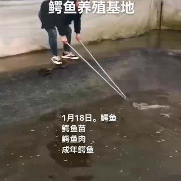 鳄鱼肉