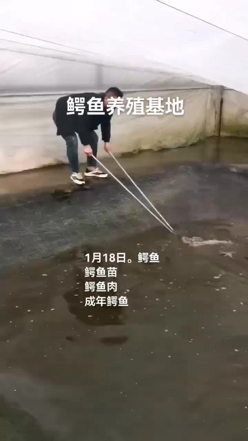 鳄鱼肉