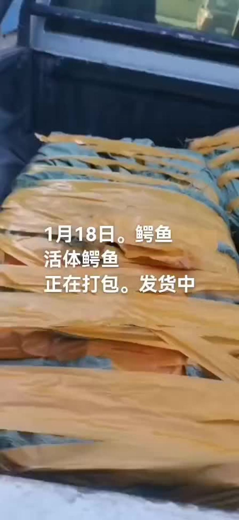 鳄鱼肉