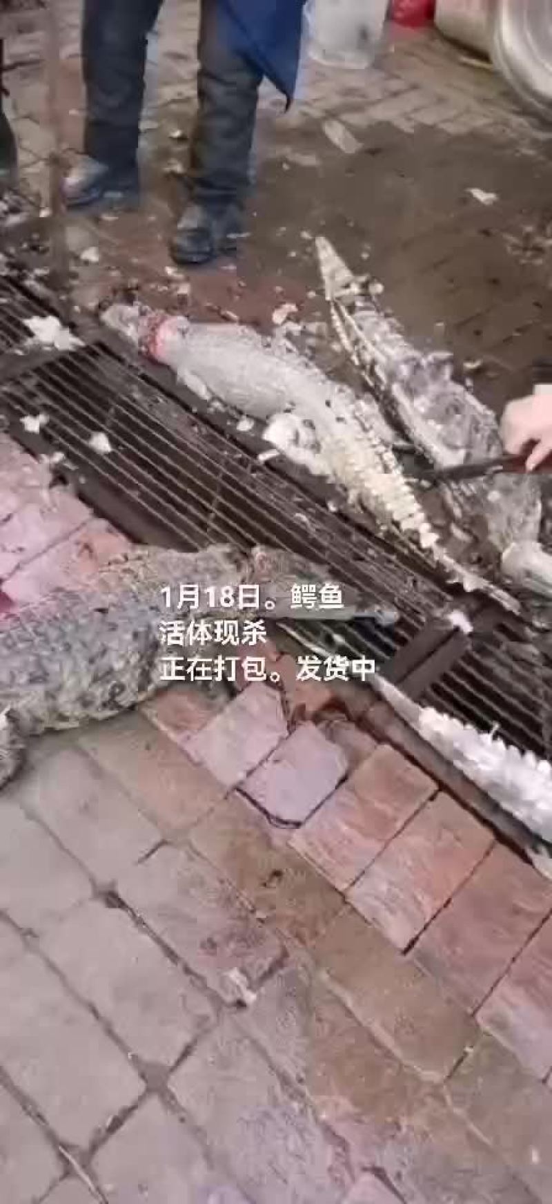 鳄鱼肉