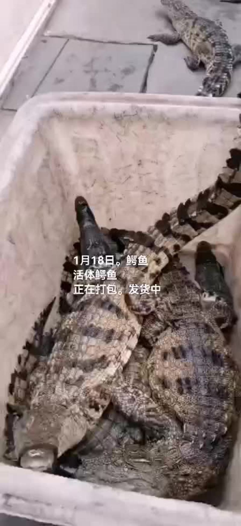 鳄鱼肉